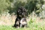 TERRIER DU TIBET 123